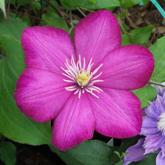The 'Ville De Lyon' Clematis features vibrant purple-pink, six-petaled reblooming flowers with pale yellow stamens at the center, set against lush green leaves - Photo Property of Garden Crossings LLC.