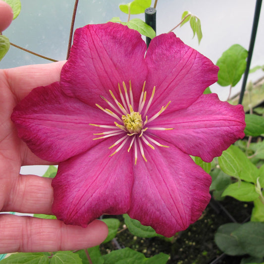 A hand holds a vibrant 'Ville De Lyon' Clematis flower with six magenta petals and yellow stamens, set against green leaves and garden fencing - Photo Property of Garden Crossings LLC.