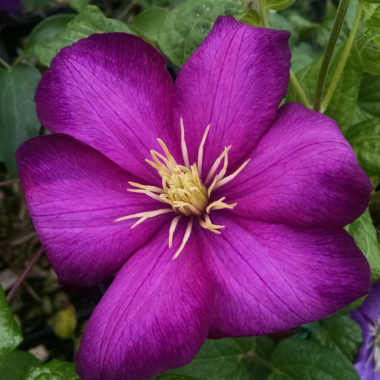 A close-up of the 'Ville De Lyon' Clematis flower, featuring six large cherry-red petals and yellow stamens at the center, set against a backdrop of green leaves - Photo Property of Garden Crossings LLC.