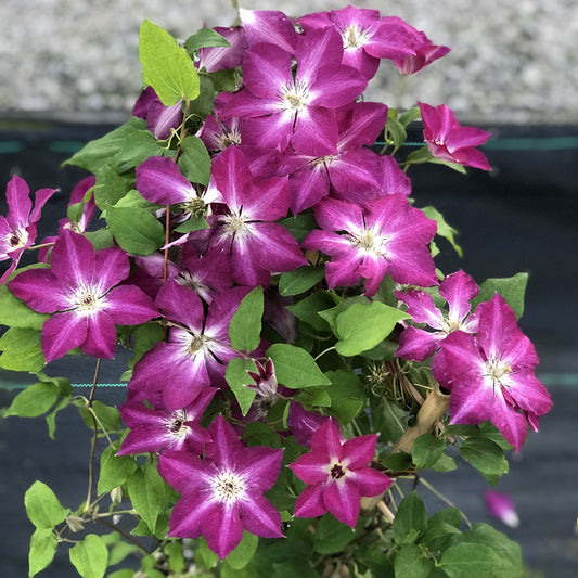 Viva Polonia' Clematis - Photo Property of Garden Crossings LLC