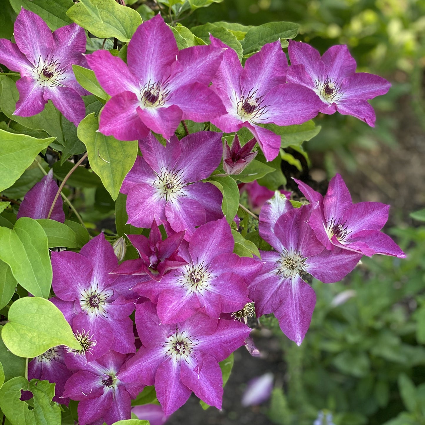 A cluster of vibrant purple 'Viva Polonia' Clematis flowers, featuring white centers and lush green leaves, blooms beautifully outdoors in natural sunlight - Photo Property of Garden Crossings LLC.