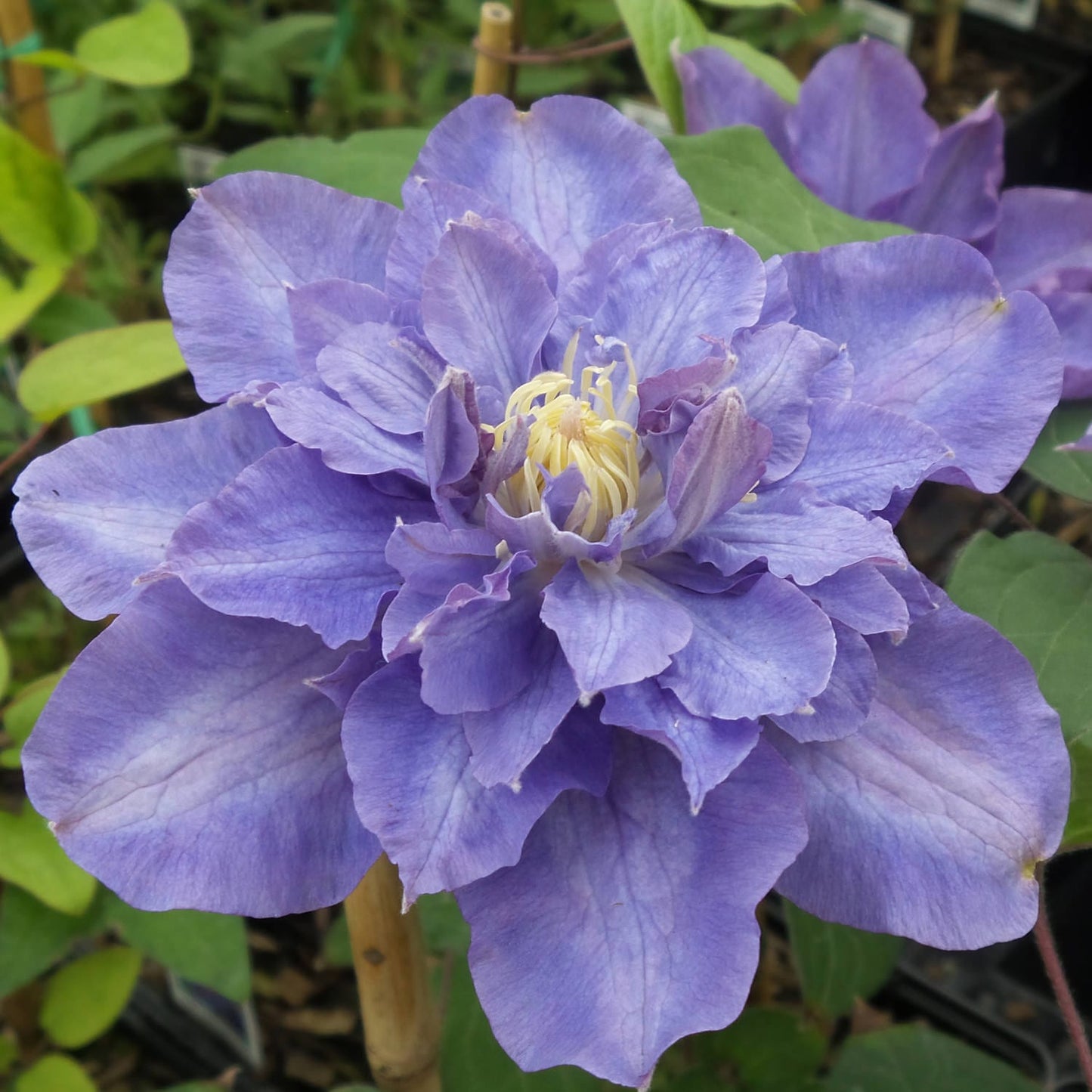 A close-up of Viva Polonia' Clematis, a striking flowering vine with vibrant purple blooms featuring yellow-tipped stamens, set against lush green garden foliage - Photo Property of Garden Crossings LLC.