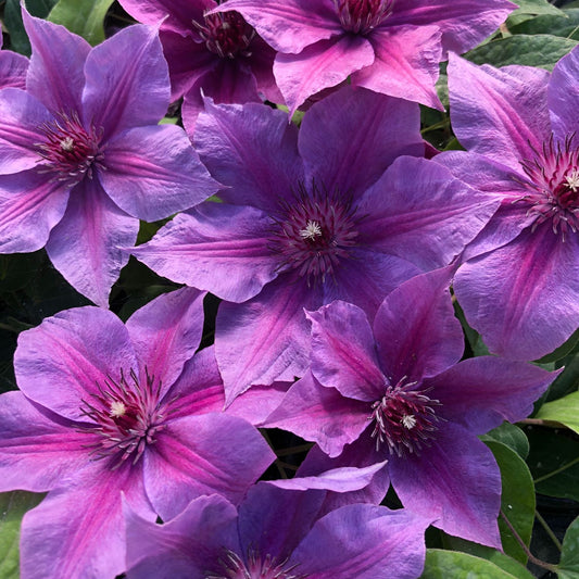 Close-up of vibrant purple 'Adam's Courage' Clematis flowers with pointed petals and dark centers, set among green leaves - Photo Courtesy of Donahue's Clematis