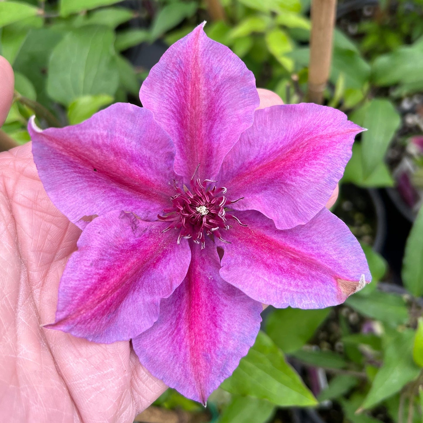 A hand holds an 'Adam's Courage' Clematis, showcasing its vibrant purple and pink six-petaled bloom with a detailed center against lush green foliage - Photo Property of Garden Crossings LLC.