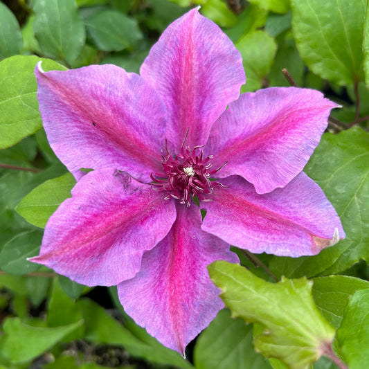 Close-up of 'Adam's Courage' Clematis six-petaled pink and purple bloom featuring darker pink streaks and a cluster of dark pink stamens at the center, set against lush green foliage - Photo Property of Garden Crossings LLC.