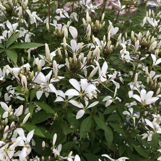 Señorita Blanca® Spider Flower (Cleome) - Photo Property of Garden Crossings LLC