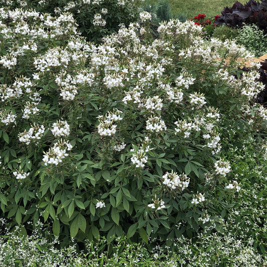 Señorita Blanca® Spider Flower (Cleome) - Photo Property of Garden Crossings LLC