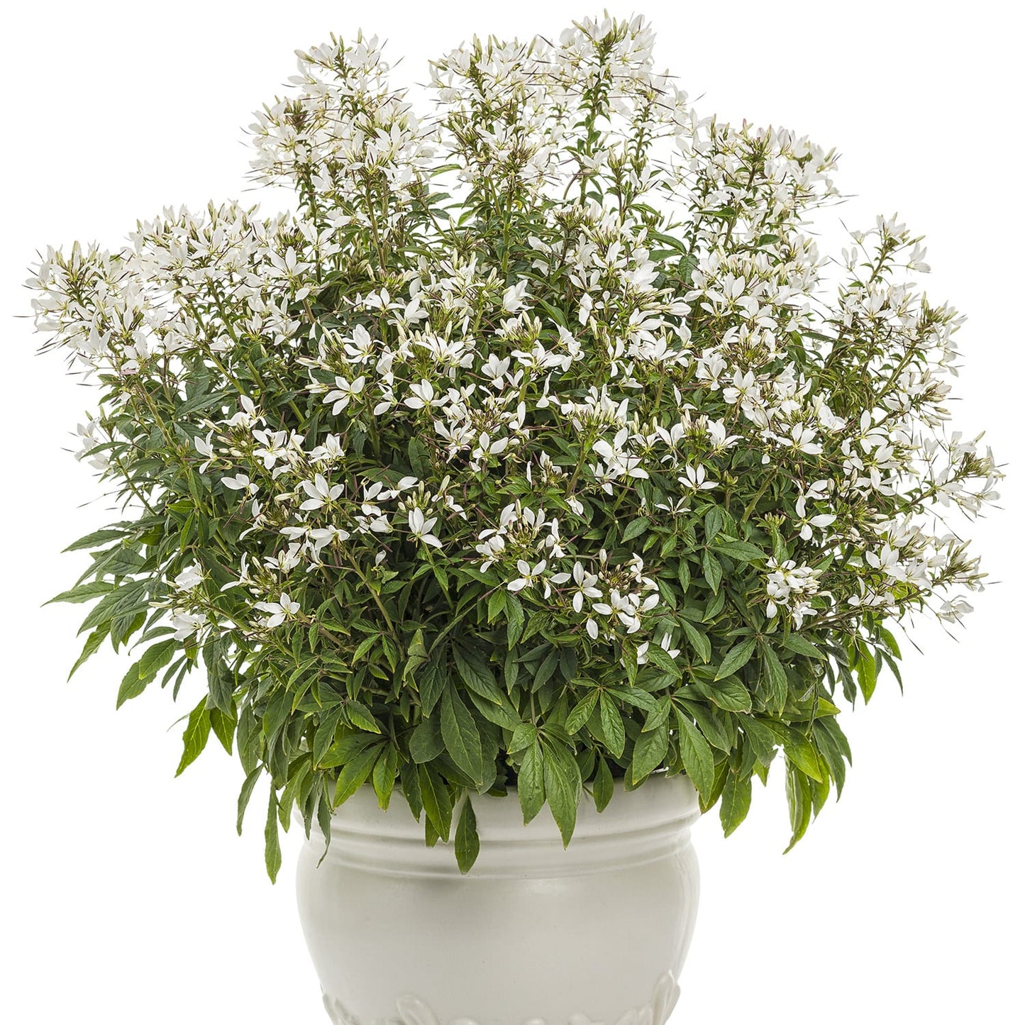 Señorita Blanca® Spider Flower (Cleome) - Photo Courtesy of Proven Winners, Inc.
