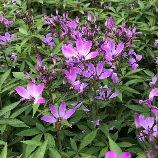Clusters of vibrant purple and pink Señorita Rosalita® Spider Flower (Cleome) with long, narrow petals stand out among lush green foliage - Photo Property of Garden Crossings LLC.