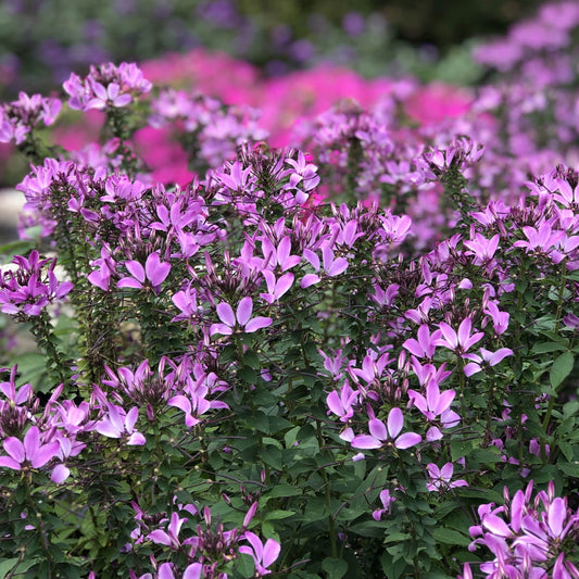 A dense cluster of Señorita Rosalita® Spider Flower (Cleome) blooms with green leaves fills the foreground, while purple and pink flowers blur into a vibrant spring garden backdrop - Photo Property of Garden Crossings LLC.