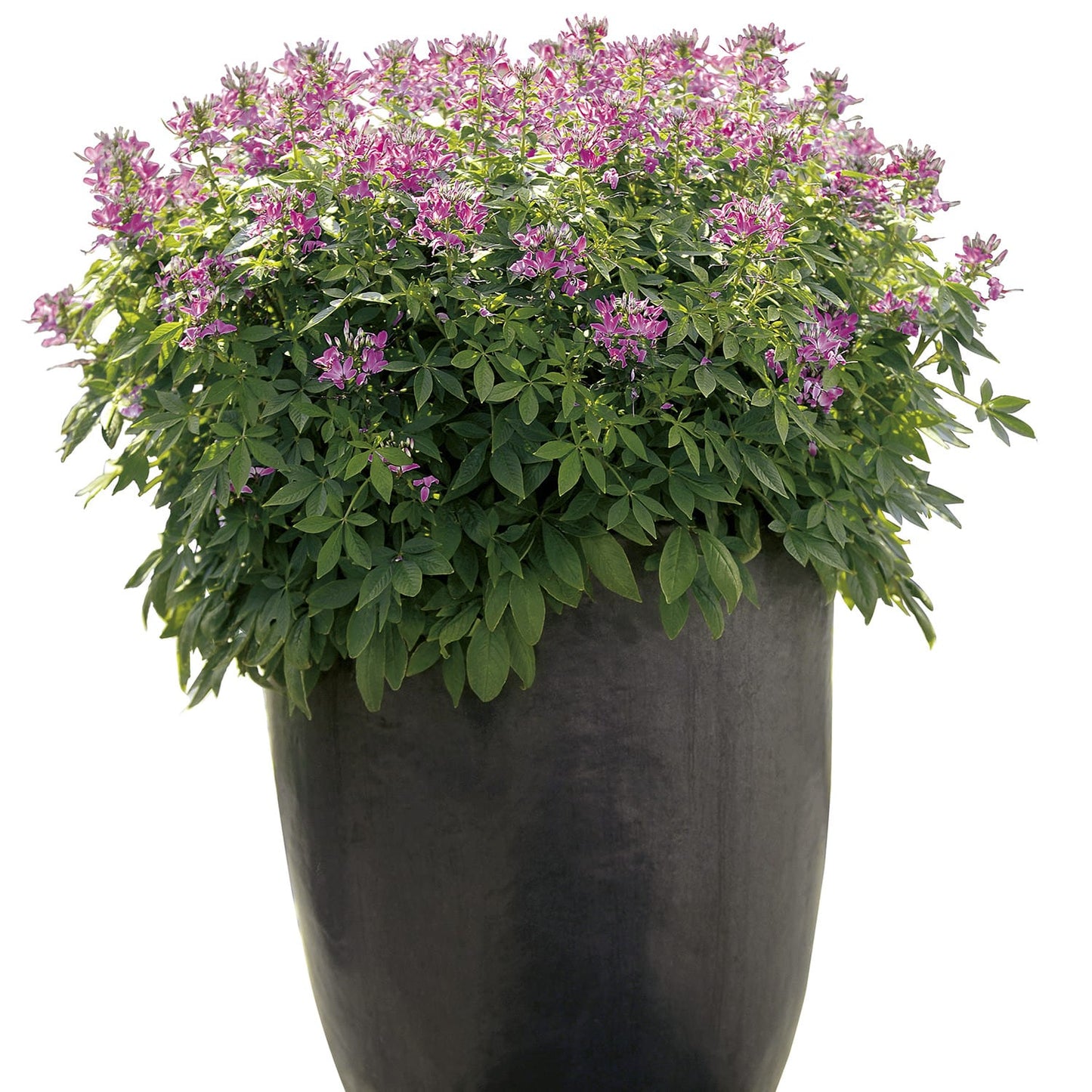 A large dark planter holds lush green foliage topped with clusters of vibrant pink Señorita Rosalita® Spider Flower (Cleome) blooms - Photo Courtesy of Proven Winners, Inc. Decorative pot not included.