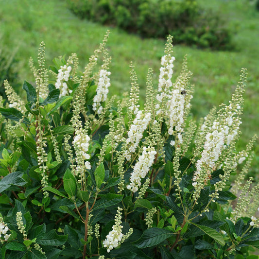 Ripple Effect™ Summersweet (Clethra) features upright clusters of fragrant white flower spikes above lush green foliage against a blurred background of greenery - Photo Courtesy of Proven Winners, Inc.
