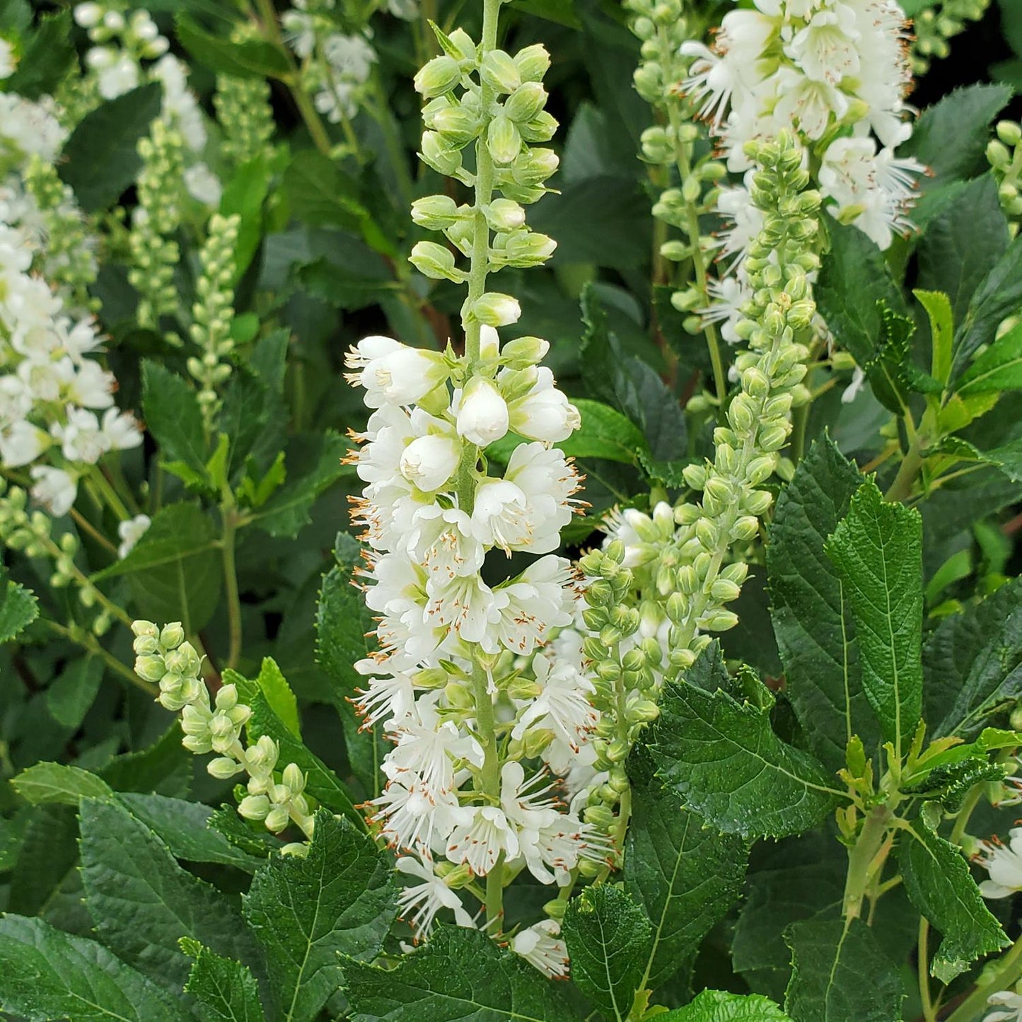 Close-up of Ripple Effect™ Summersweet (Clethra) shows its white, bottlebrush-like flower spikes and green, serrated leaves. The delicate petals and stamens make this fragrant shrub a stunning pollinator plant among lush foliage - Photo Courtesy of Proven Winners, Inc.