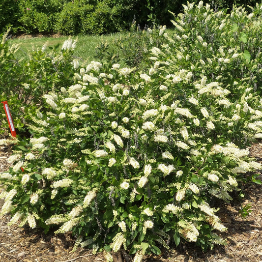 Sugartina® 'Crystalina' Summersweet (Clethra) - Photo Property of Garden Crossings LLC