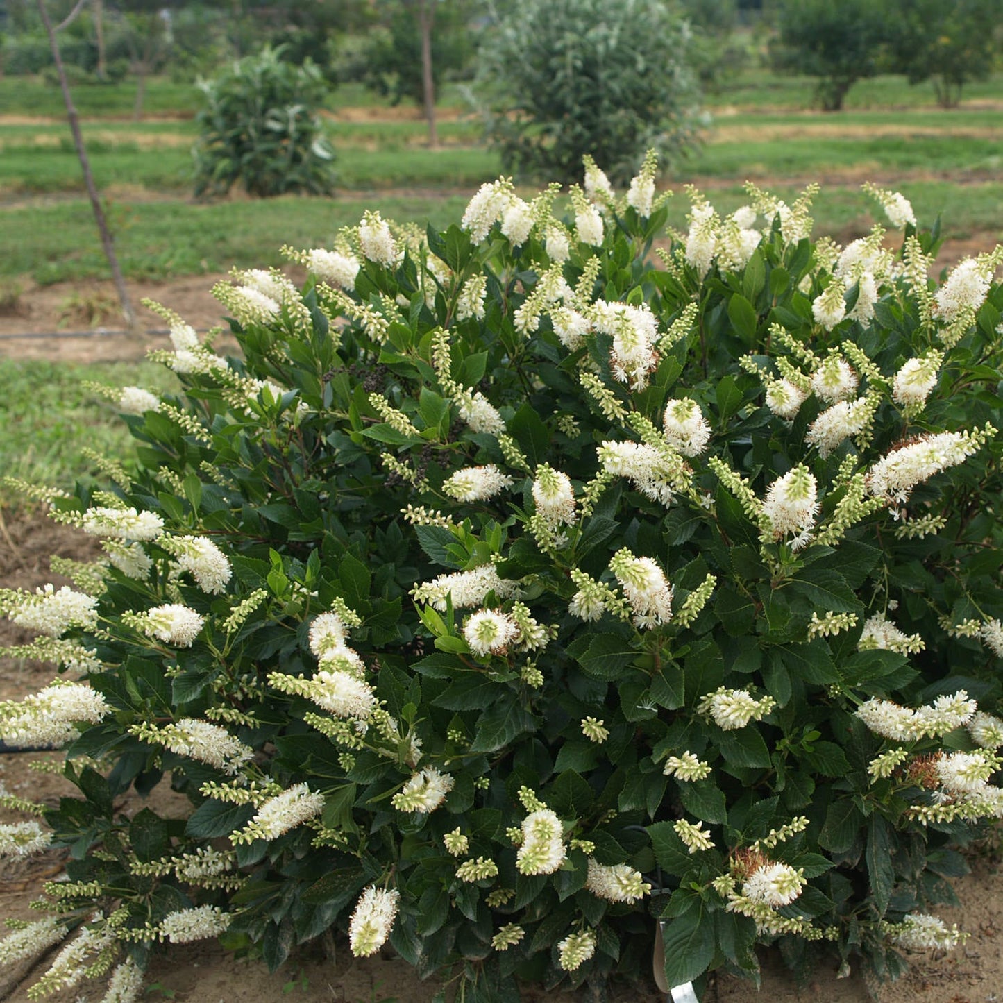 Sugartina® 'Crystalina' Summersweet (Clethra) is a compact shrub with glossy green leaves and abundant white, bottlebrush-like flower spikes, ideal for adding beauty to outdoor gardens. - Photo Courtesy of Proven Winners, Inc.