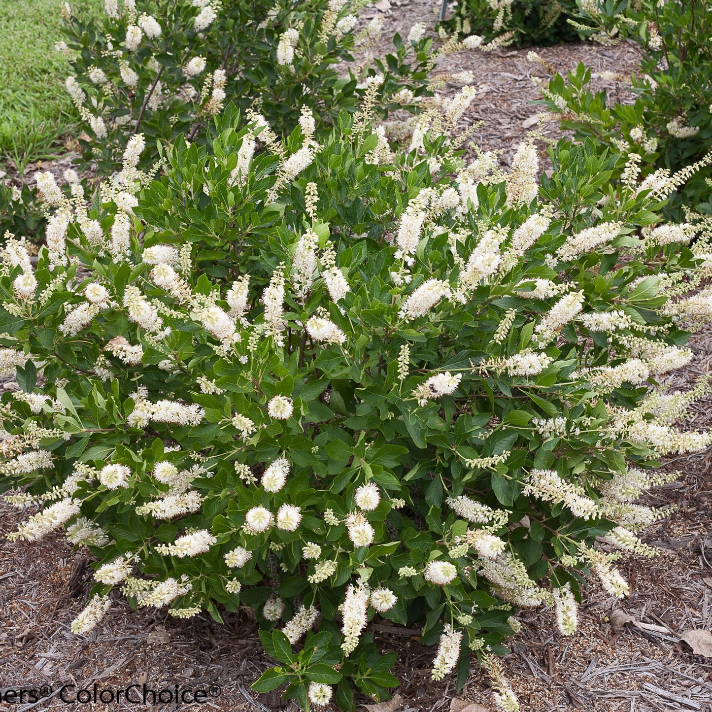 Top-down view of Vanilla Spice® Summersweet (Clethra) is a compact, fragrant shrub with glossy green leaves and upright spikes of white flowers, attracting butterflies in a mulched garden bed - Photo Courtesy of Proven Winners, Inc.