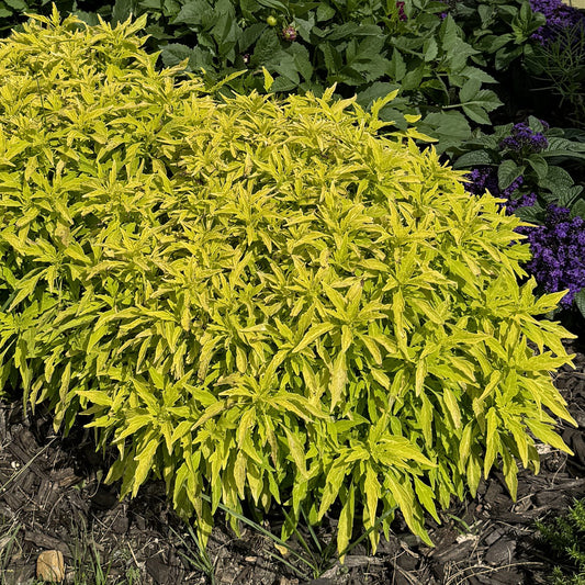 Colorblaze® Mini Me™ Chartreuse Coleus - Photo Property of Garden Crossings LLC