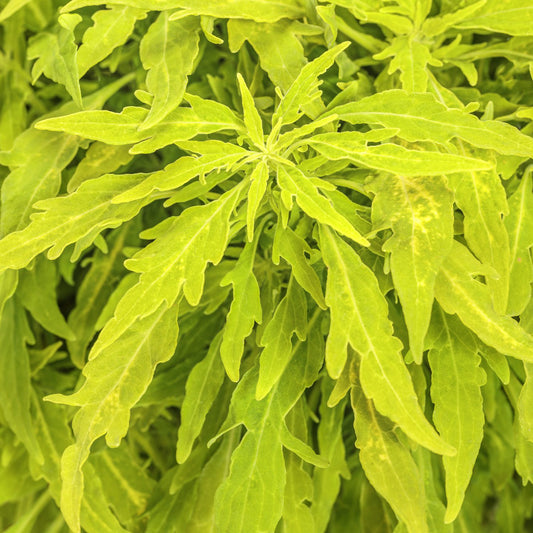 Colorblaze® Mini Me™ Chartreuse Coleus - Photo Courtesy of Proven Winners, Inc.