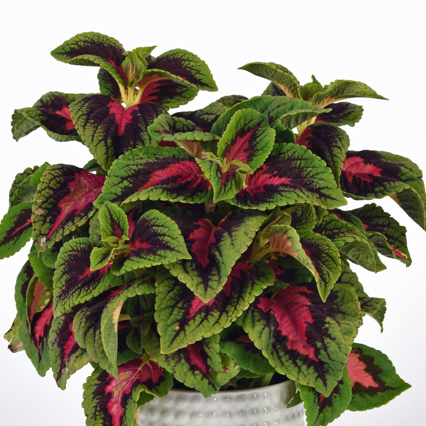 The Volcanica™ French Quarters Coleus, with vibrant serrated leaves featuring green edges, deep burgundy centers, and bright pink accents, makes a striking shade annual against a plain white background - Photo Courtesy of Ball Horticulure, Inc. Decorative pot not included.