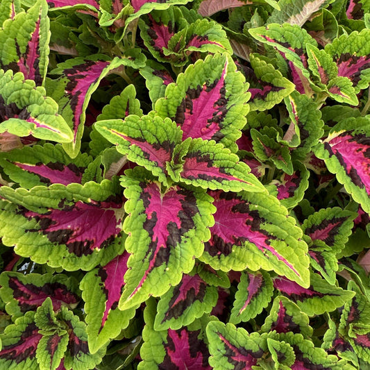 Volcanica™ French Quarters Coleus - Photo Property of Garden Crossings LLC