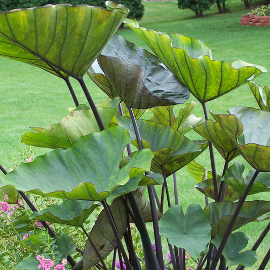 Island Giants™ Coffee Cups Elephant's Ear (Colocasia) large green leaves with dark stems growing in a garden with bright grass, pink flowers, trees, and a brick-edged bed in the background - Photo Property of Garden Crossings LLC.