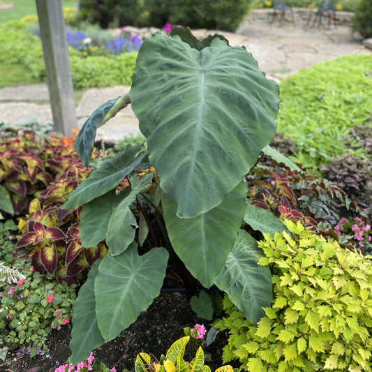 Heart of the Jungle® Elephant's Ear (Colocasia) - Photo Property of Garden Crossings LLC