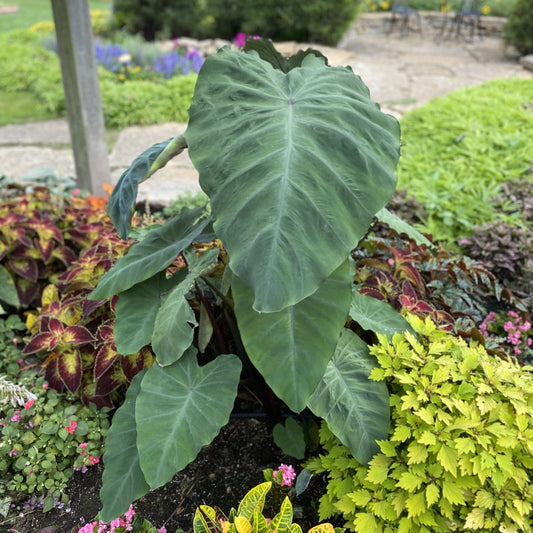 Large, heart-shaped green leaves of the Island Giants™ Heart of the Jungle® Elephant's Ear (Colocasia) grow in a garden bed, surrounded by colorful foliage and flowering plants, with a stone path and lush grass in the background - Photo Property of Garden Crossings LLC.