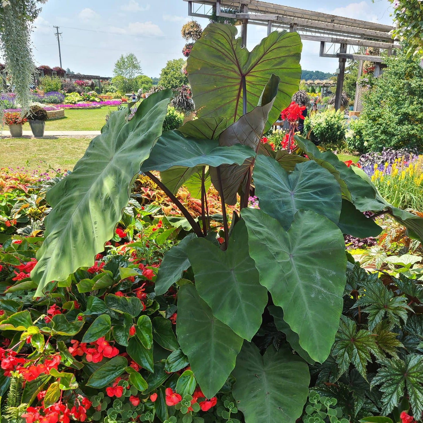 Island Giants™ Heart of the Jungle® Elephant's Ear (Colocasia), with its broad green leaves, stands out among vivid red and pink flowers in a colorful garden, surrounded by other plants, trees, and bright structures in the sun - Photo Property of Garden Crossings LLC