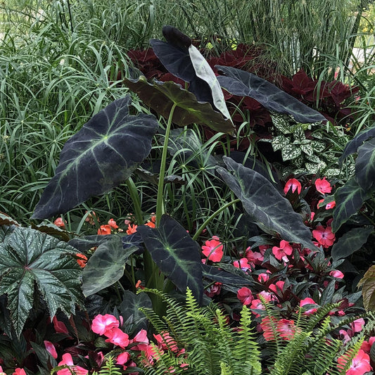 A lush garden scene showcasing large, dark green Illustris Elephant’s Ear (Colocasia) leaves, pink flowers, ferns, and other watery foliage for a vibrant mix of colors and textures - Photo Property of Garden Crossings LLC.