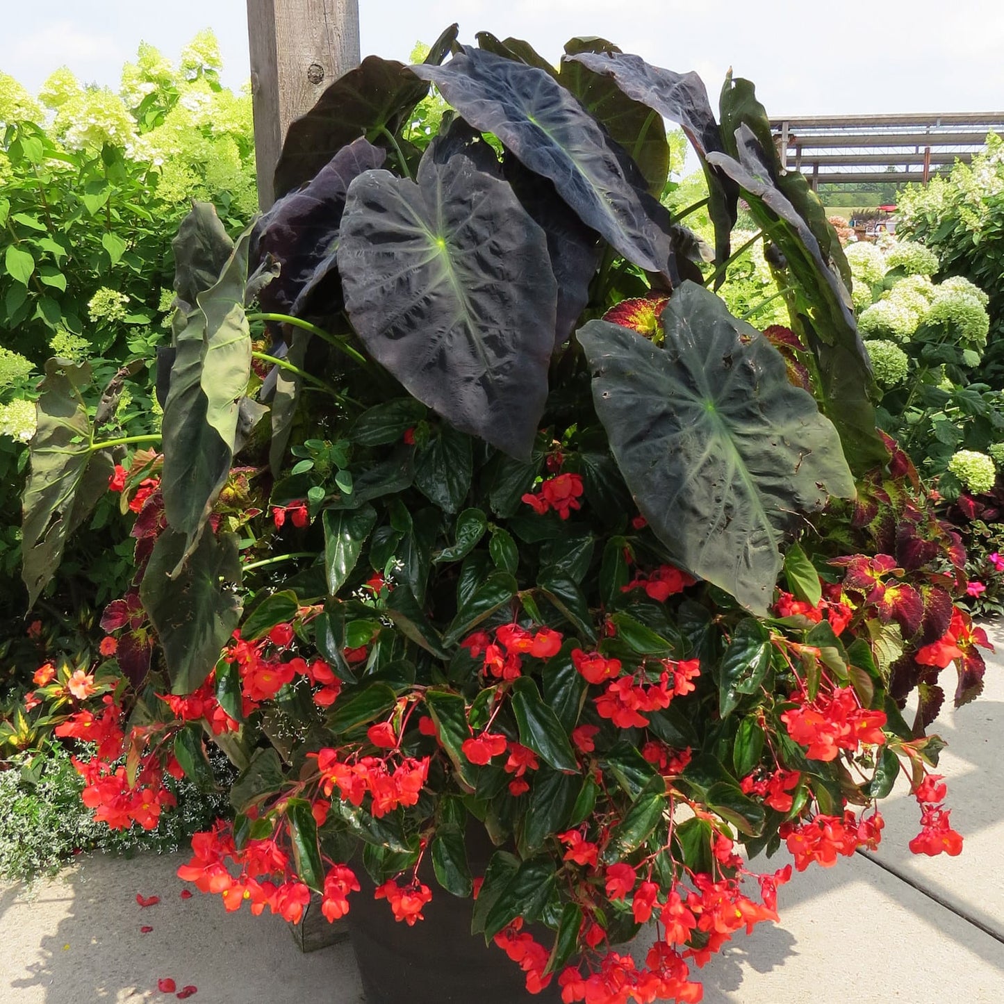 A large Illustris Elephant's Ear (Colocasia) with dark, heart-shaped leaves spills over the edges outdoors, surrounded by red begonias - Photo Property of Garden Crossings LLC. Decorative pot not included.