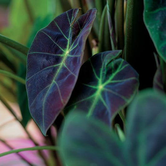 Illustris Elephant's Ear (Colocasia) - Photo Courtesy of Proven Winners, Inc.