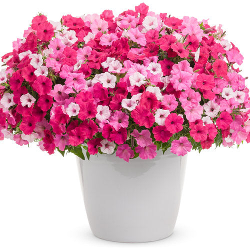 The Above and Beyond Annual Combination features a white pot brimming with dense Supertunia Vista petunias in pink and white shades, accented by lush green foliage for a vibrant annual display - Photo Courtesy of Proven Winners, Inc. Decorative pot not included.