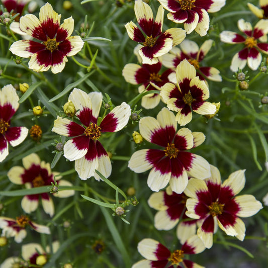 Close-up of Designer Threads® 'Creamy Calico' Thread Leaf Coreopsis features clusters of yellow flowers with deep red centers, thin green leaves, and red-streaked petals - Photo Courtesy of Walters Gardens, Inc.