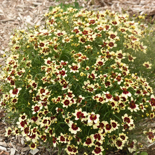 A dense cluster of Designer Threads® 'Creamy Calico' Thread Leaf Coreopsis, a deer-resistant perennial with small yellow flowers and dark red centers, grows in light brown wood chips, its delicate petals and green stems attracting bees and butterflies - Photo Courtesy of Walters Gardens, Inc.