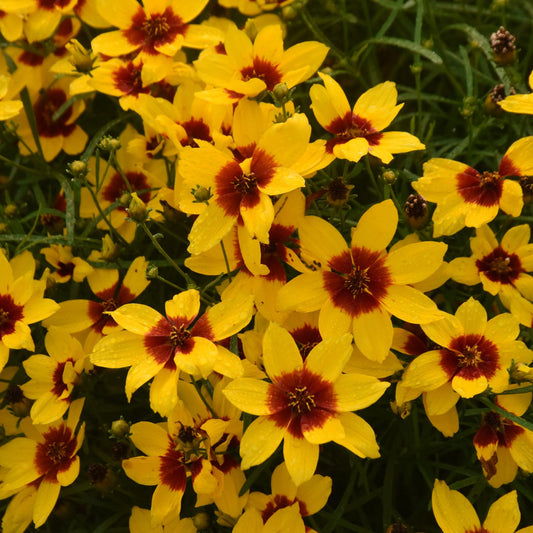 Close-up of Designer Threads® 'Golden Needles' Thread Leaf Coreopsis features bright yellow flowers with red centers amid green foliage - Photo Courtesy of Walters Gardens, Inc.