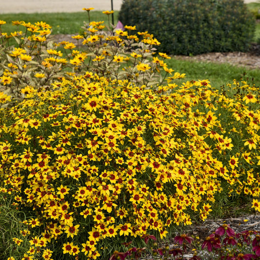 A large cluster of Designer Threads® 'Golden Needles' Thread Leaf Coreopsis, a mildew-resistant perennial with yellow and red-centered blooms, brightens a garden bed and attracts bees and butterflies among green grass and plants - Photo Courtesy of Walters Gardens, Inc.
