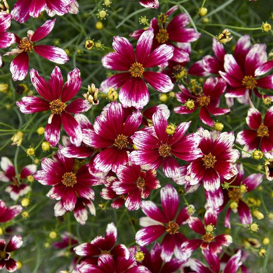 Designer Threads™ 'Heartstrings' Thread Leaf Coreopsis - Photo Courtesy of Walters Gardens, Inc.