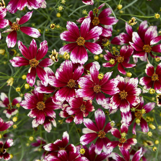 A top-down view of Designer Threads® 'Heartstrings' Thread Leaf Coreopsis shows vibrant magenta perennial flowers with white-tipped petals, yellow buds, and lush green foliage - Photo Courtesy of Walters Gardens, Inc.