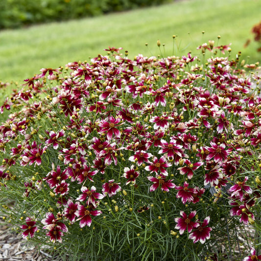 Designer Threads™ 'Heartstrings' Thread Leaf Coreopsis - Photo Courtesy of Walters Gardens, Inc.