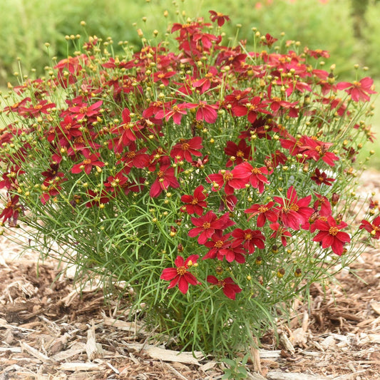 A bushy red perennial, Designer Threads® 'Scarlet Ribbons' Thread Leaf Coreopsis, displays thin green leaves and many small, deep red blooms that stand out vibrantly against a mulched garden bed's greenery - Photo Courtesy of Walters Gardens, Inc.