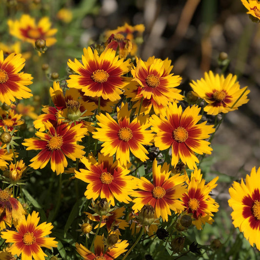 A cluster of Uptick™ Gold & Bronze Tickseed (Coreopsis) displays bright yellow petals with red centers among green foliage in bright sunlight - Photo Property of Garden Crossings LLC.
