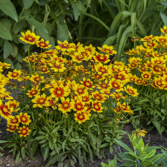 A cluster of Uptick™ Gold & Bronze Tickseed (Coreopsis) blooms in a garden bed, its yellow and red flowers vibrant among green foliage - Photo Courtesy of Walters Gardens, Inc.