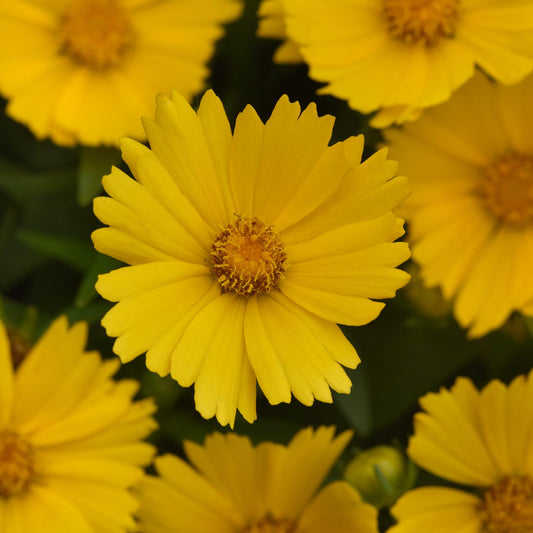 Uptick™ Gold Tickseed (Coreopsis) - Photo Courtesy of Ball Horticulure, Inc.
