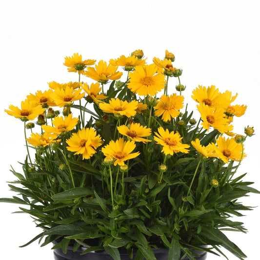 A lush Uptick™ Gold Tickseed (Coreopsis) plant with vibrant yellow daisy-like blooms and multiple buds is displayed in a black pot against a plain white background - Photo Courtesy of Ball Horticulture, Inc. Decorative pot not included.