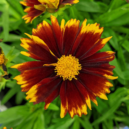 A close-up of Uptick™ Red Tickseed (Coreopsis) with yellow-tipped red petals and a yellow center, set against green leaves - Photo Courtesy of Walters Gardens, Inc.