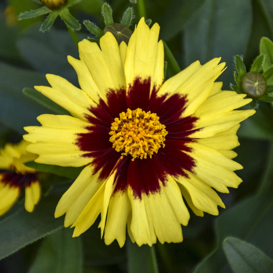 A close-up of Uptick™ Yellow & Red Tickseed (Coreopsis) shows its yellow pointed petals and dark red center, with green leaves and buds - Photo Courtesy of Walters Gardens, Inc.