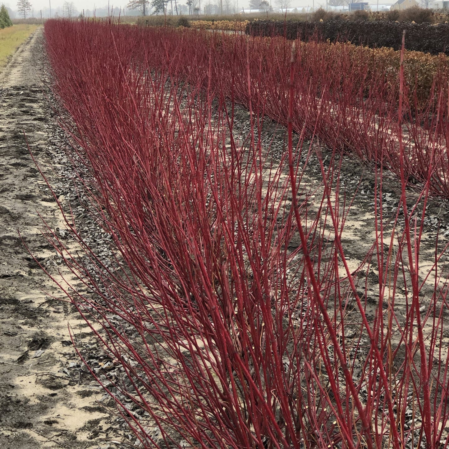 Arctic Fire® Red Red -Twig Dogwood (Cornus) - Photo Property of Garden Crossings LLC