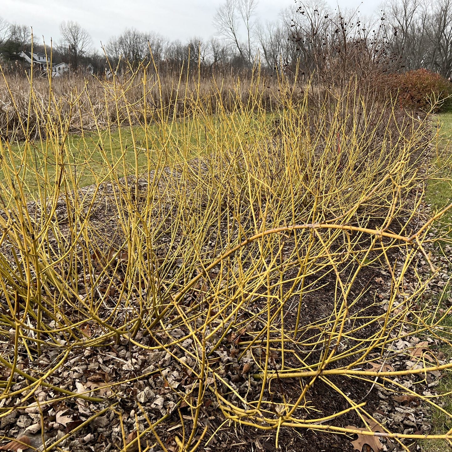 Arctic Fire® Yellow Red-Twig Dogwood (Cornus) features leafless yellow-green stems that grow densely in garden beds, offering winter interest and deer resistance. Bare trees and grasses form the backdrop while brown leaves cover the ground. - Photo Property of Garden Crossings LLC
