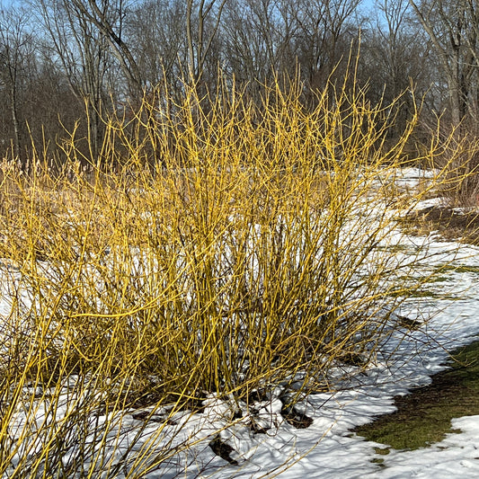 Arctic Fire® Yellow Red - Photo Property of Garden Crossings LLC
