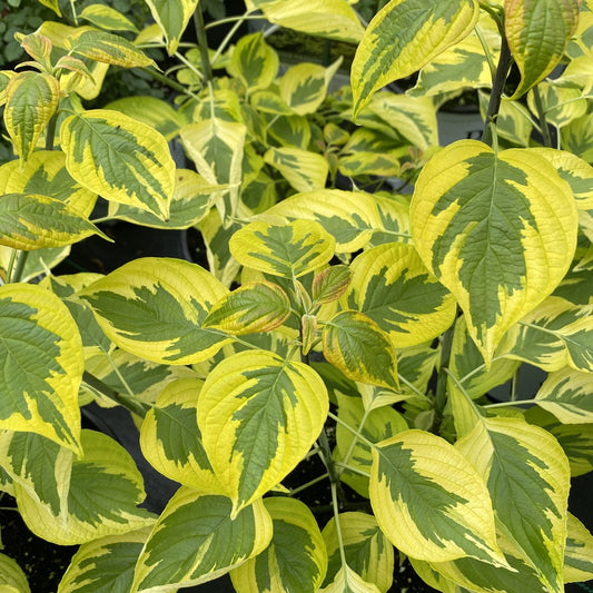 A cluster of vibrant leaves with yellow edges and green centers creates a striking variegated pattern. The Golden Shadows® Pagoda Dogwood (Cornus) displays elongated pointed leaves densely arranged on thin green stems. - Photo Property of Garden Crossings LLC